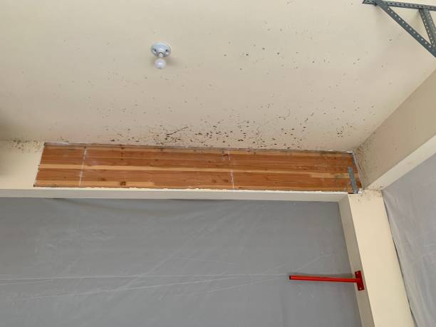 Best Water Damage & Mold Remediation  in Nederland, TX