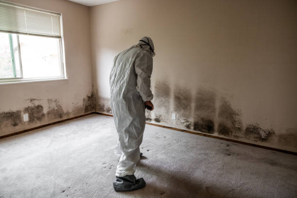 Best Attic Mold Removal  in Nederland, TX