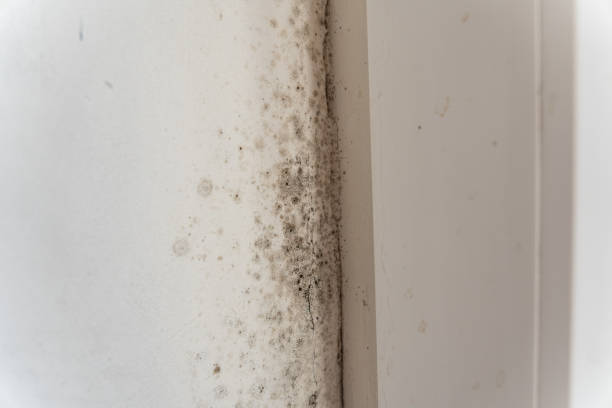 Best Post-Remediation Verification Testing  in Nederland, TX