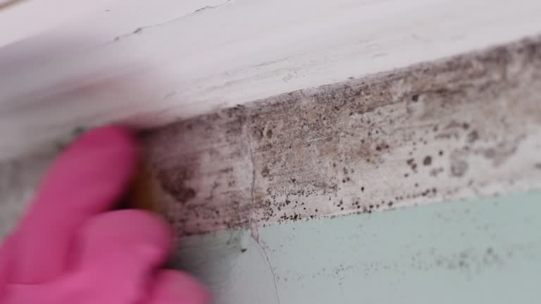 Best Mold-Related Health Consultation  in Nederland, TX